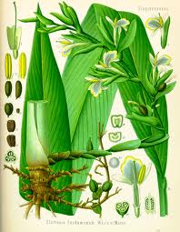 Essential Oil Blend Stimulating (Black Pepper Cardamom Bay Laurel)-2