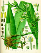 Essential Oil Blend Stimulating (Black Pepper Cardamom Bay Laurel)-2