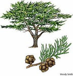 Essential Oil Blend Detoxifying (Grapefruit Geranium)-2