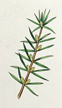 Essential Oil Blend Detoxifying (Grapefruit Geranium)-4