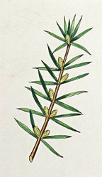 Essential Oil Blend Detoxifying (Grapefruit Geranium)-4