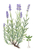 Essential Oil Blend Balancing (Rose Geranium Lavender)-2