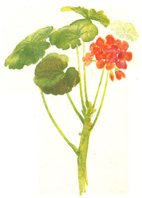 Essential Oil Blend Balancing (Rose Geranium Lavender)-1