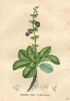 Essential Oil Blend Grounding (Lavender Sage)-2