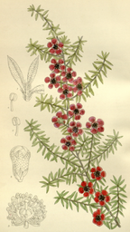 Essential Oil Blend Healing (Tea Tree Lavender)-1